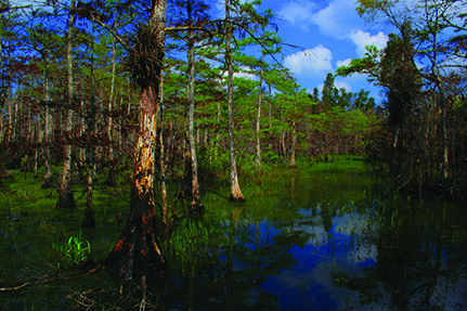 Cypress Swamp and Local Wildlife